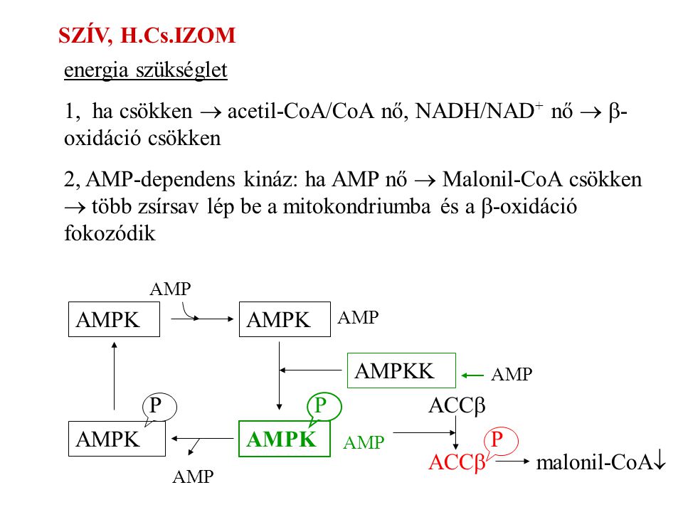 1, ha csökken  acetil-CoA/CoA nő, NADH/NAD+ nő  b-oxidáció csökken