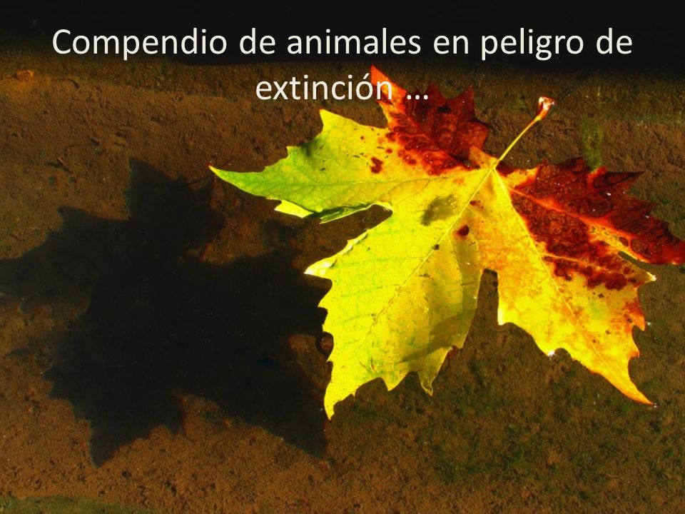 Compendio de animales en peligro de extinción …