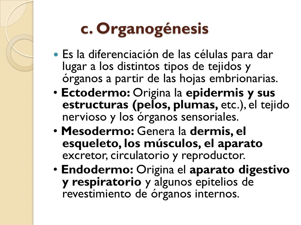 c. Organogénesis Es la diferenciación de las células para dar lugar a los distintos tipos de tejidos y órganos a partir de las hojas embrionarias.