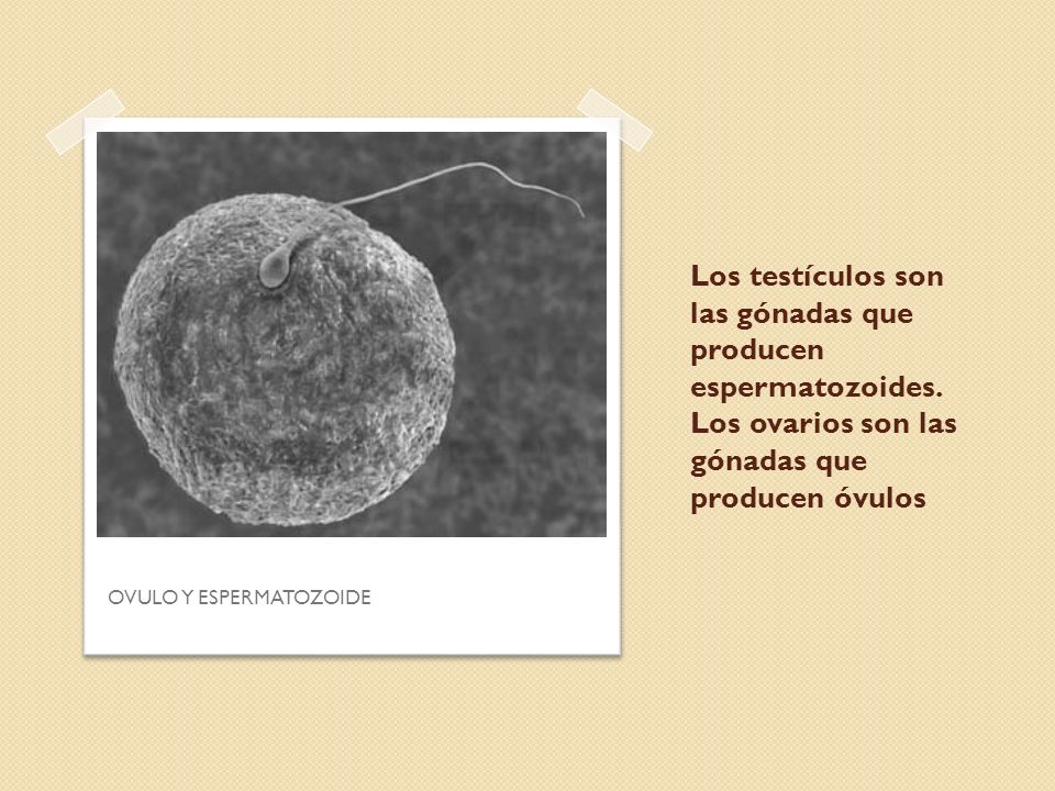 Los testículos son las gónadas que producen espermatozoides