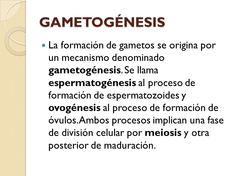 gametogénesis