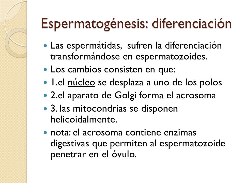 Espermatogénesis: diferenciación