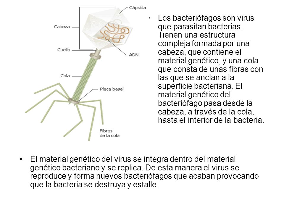 Los bacteriófagos son virus que parasitan bacterias