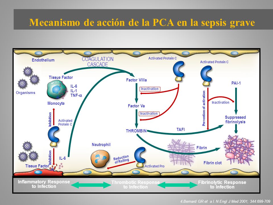 Mecanismo de acción de la PCA en la sepsis grave