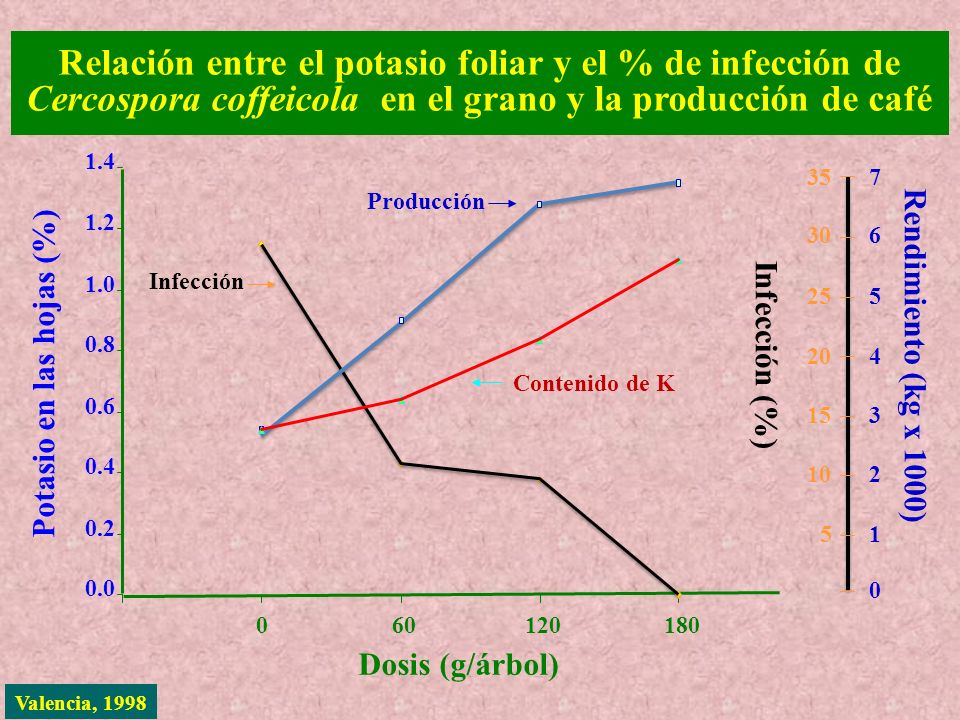 Relación entre el potasio foliar y el % de infección de Cercospora coffeicola en el grano y la producción de café