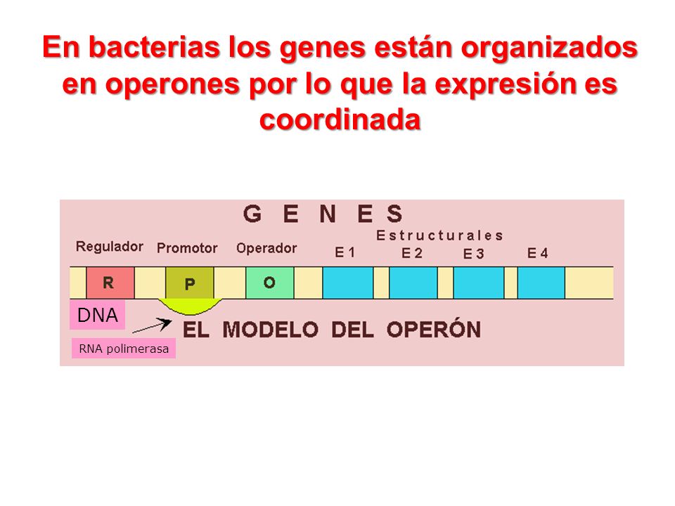 En bacterias los genes están organizados en operones por lo que la expresión es coordinada