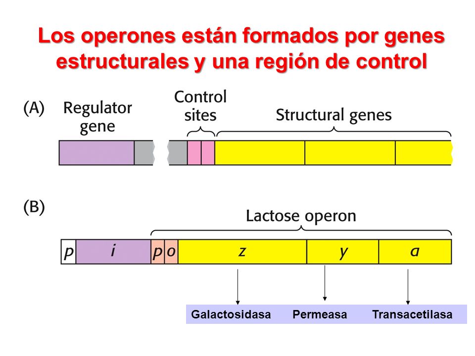 Los operones están formados por genes estructurales y una región de control