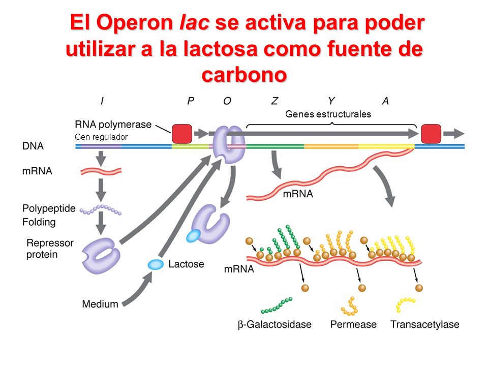 El Operon lac se activa para poder utilizar a la lactosa como fuente de carbono