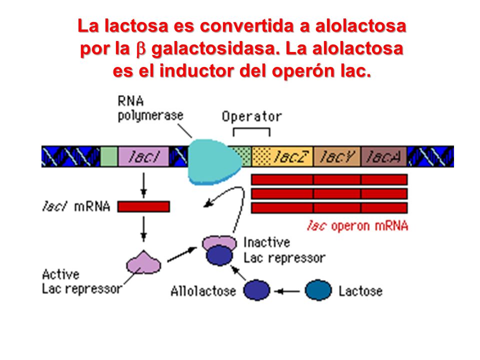 La lactosa es convertida a alolactosa por la b galactosidasa
