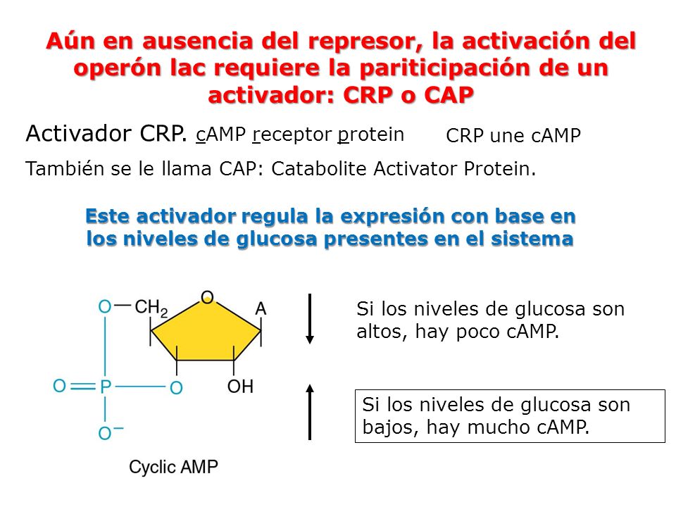 Activador CRP. cAMP receptor protein