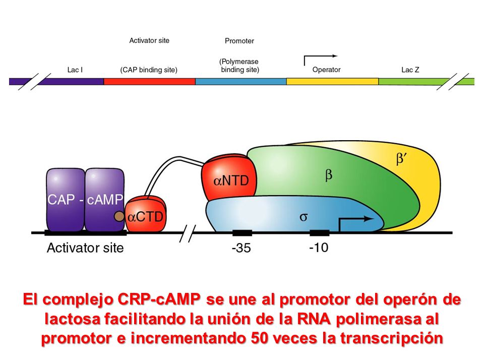 El complejo CRP-cAMP se une al promotor del operón de lactosa facilitando la unión de la RNA polimerasa al promotor e incrementando 50 veces la transcripción