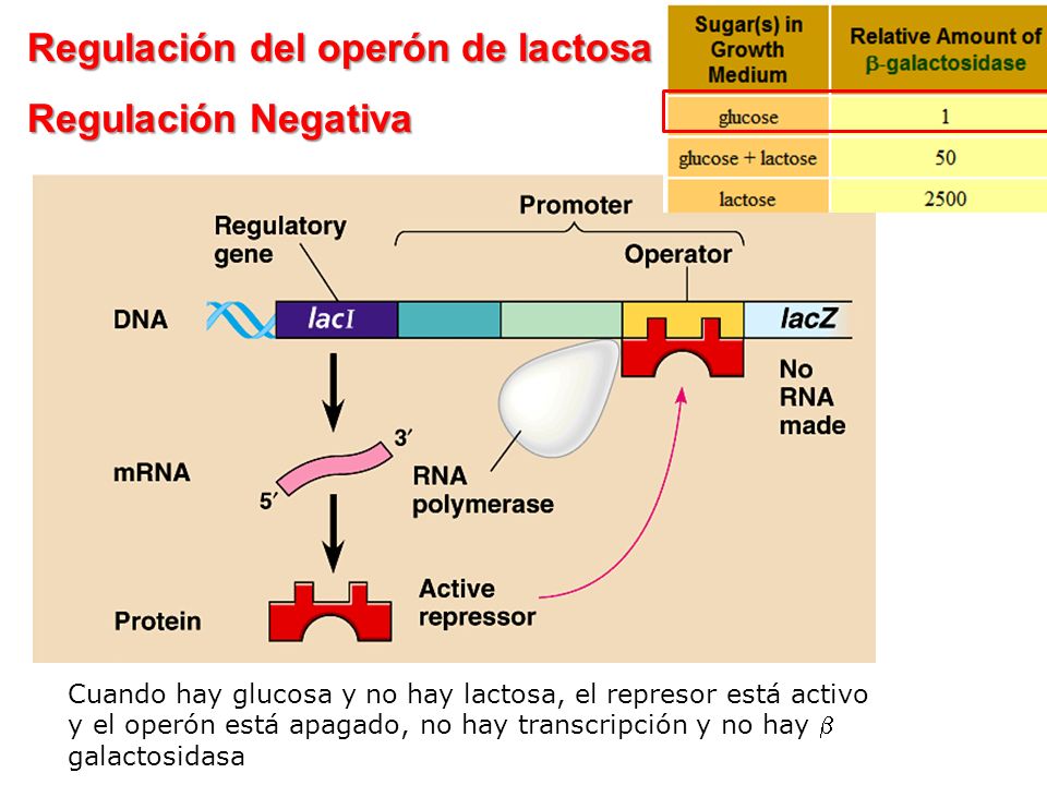 Regulación del operón de lactosa Regulación Negativa