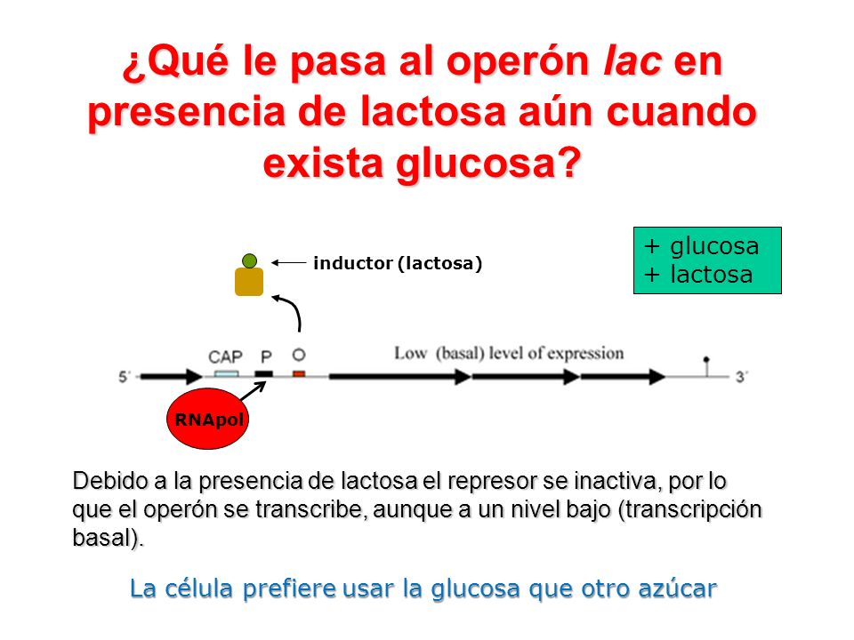 ¿Qué le pasa al operón lac en presencia de lactosa aún cuando exista glucosa