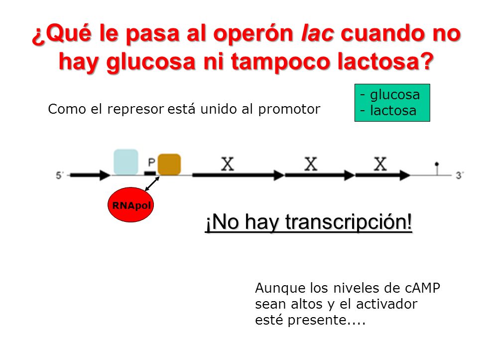 ¿Qué le pasa al operón lac cuando no hay glucosa ni tampoco lactosa