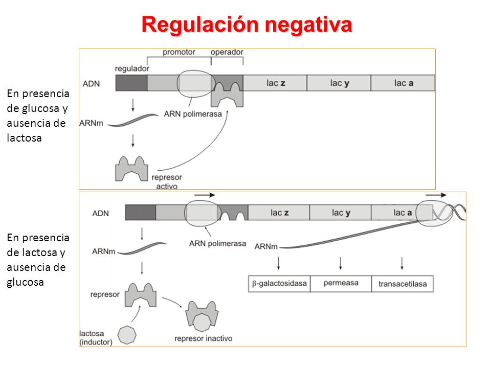Regulación negativa En presencia de glucosa y ausencia de lactosa