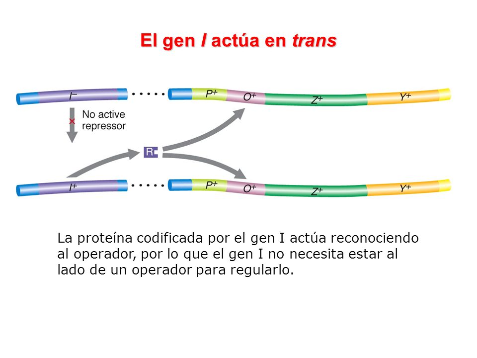 El gen I actúa en trans