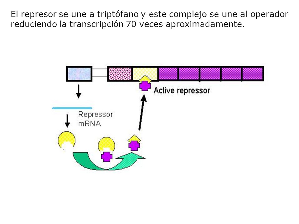 El represor se une a triptófano y este complejo se une al operador reduciendo la transcripción 70 veces aproximadamente.