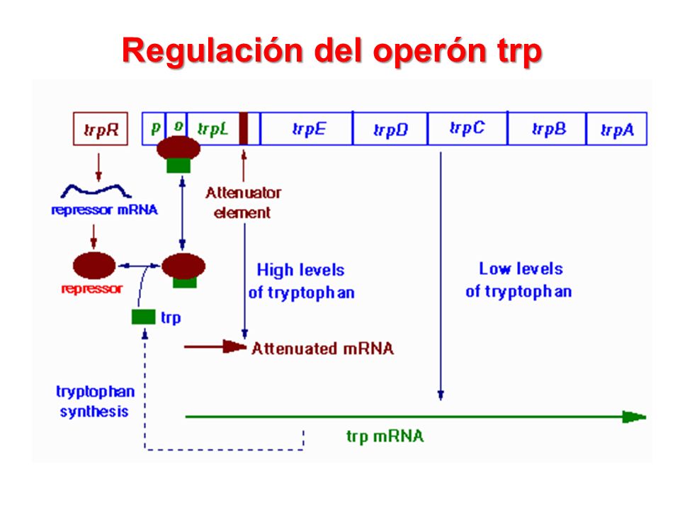 Regulación del operón trp