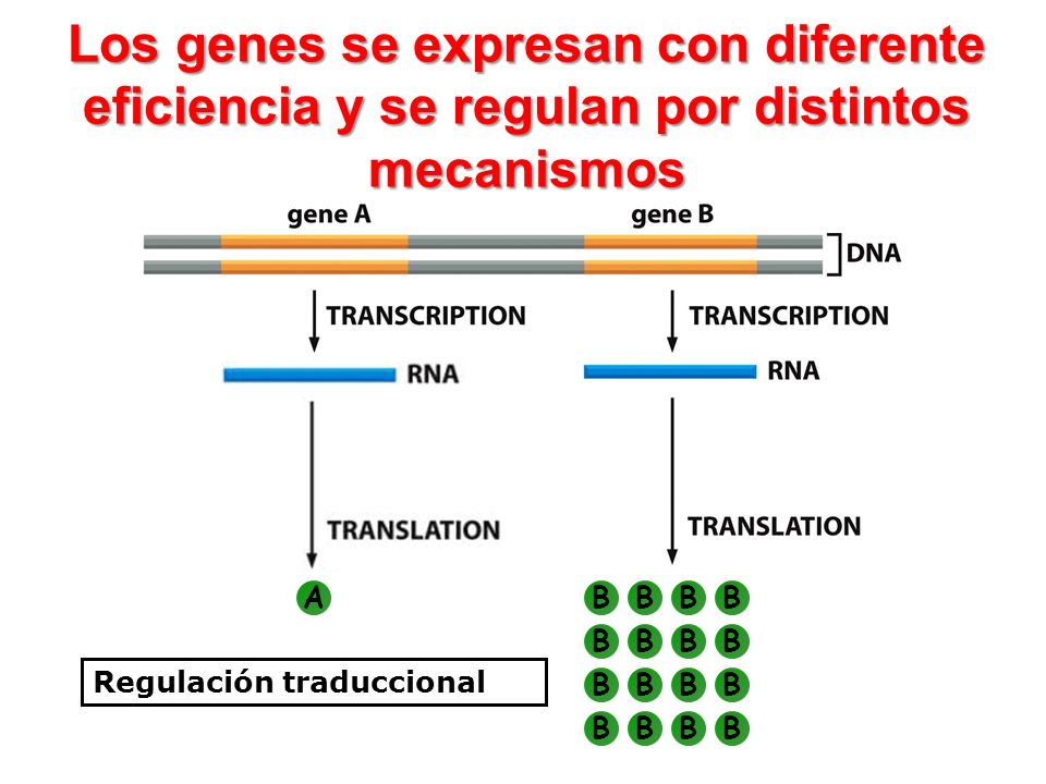 Los genes se expresan con diferente eficiencia y se regulan por distintos mecanismos