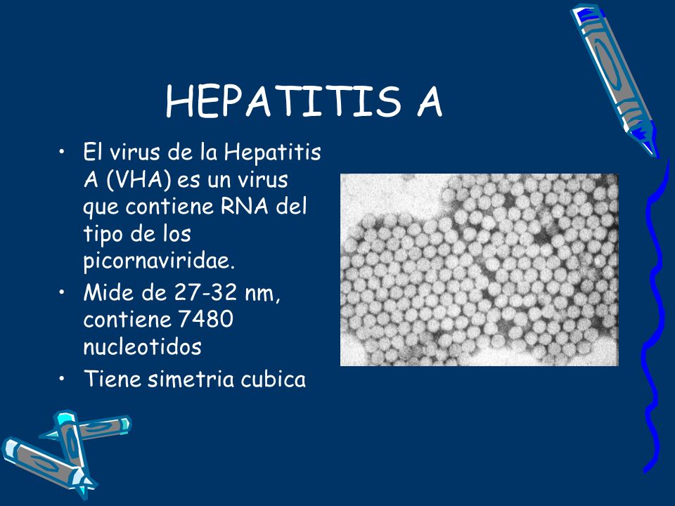 HEPATITIS A El virus de la Hepatitis A (VHA) es un virus que contiene RNA del tipo de los picornaviridae.