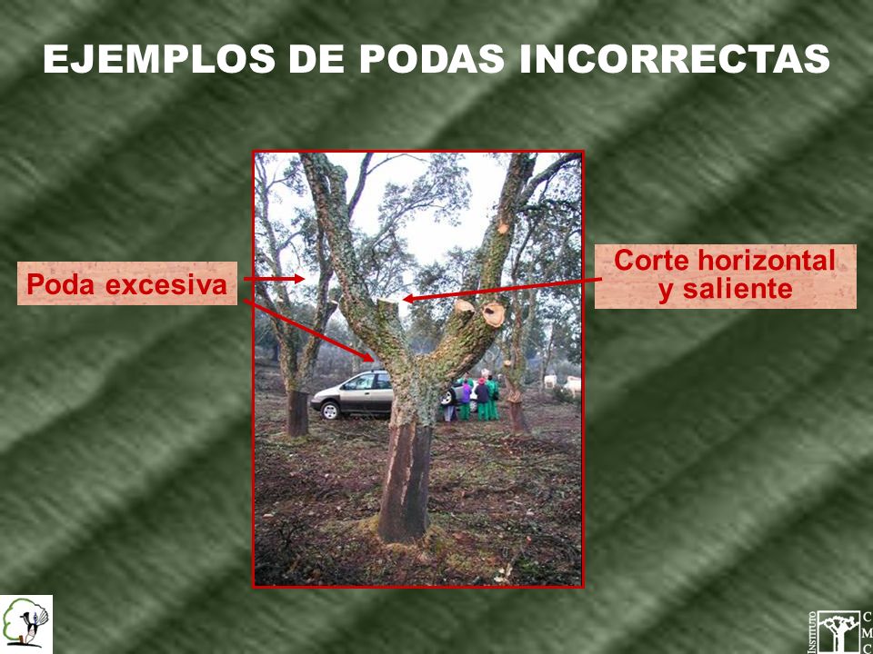 EJEMPLOS DE PODAS INCORRECTAS Corte horizontal y saliente