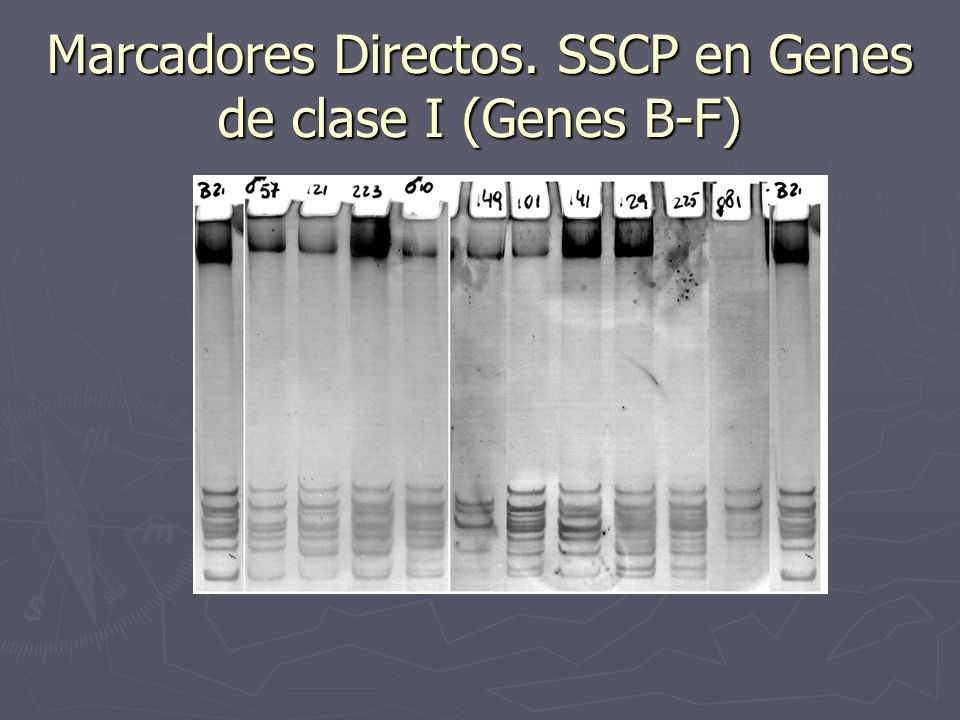 Marcadores Directos. SSCP en Genes de clase I (Genes B-F)