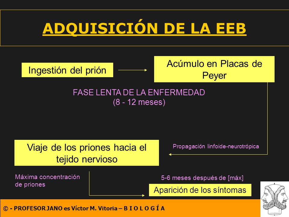 ADQUISICIÓN DE LA EEB Acúmulo en Placas de Peyer Ingestión del prión