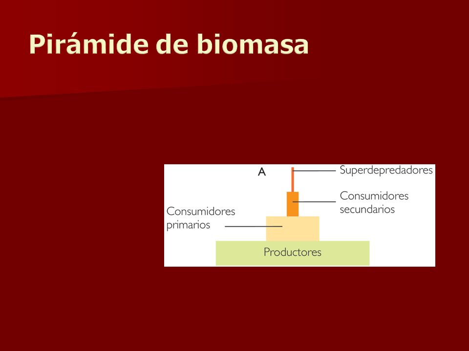 Pirámide de biomasa