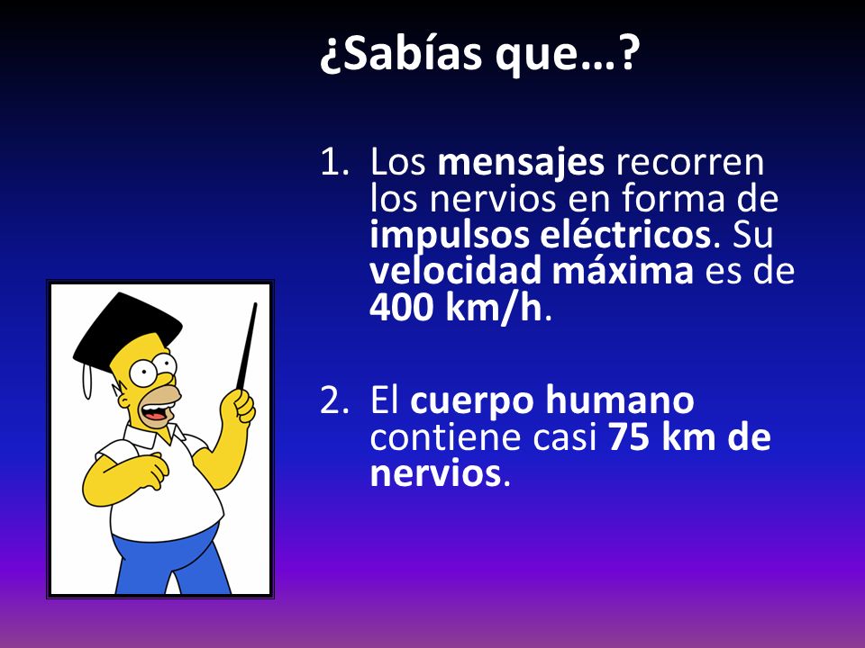 ¿Sabías que… Los mensajes recorren los nervios en forma de impulsos eléctricos. Su velocidad máxima es de 400 km/h.