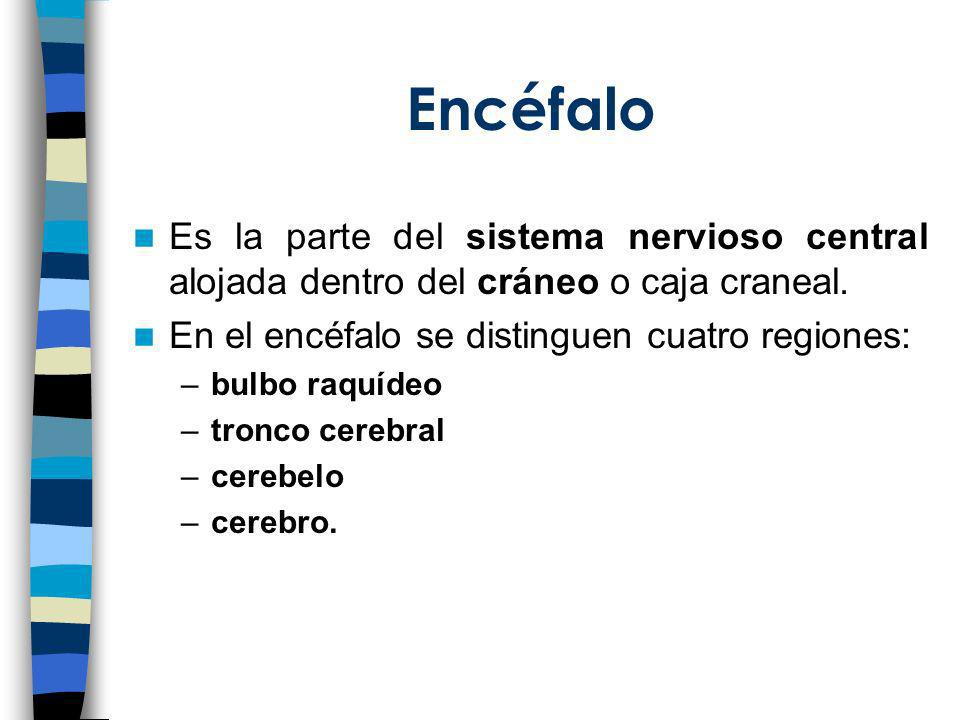 Encéfalo Es la parte del sistema nervioso central alojada dentro del cráneo o caja craneal. En el encéfalo se distinguen cuatro regiones: