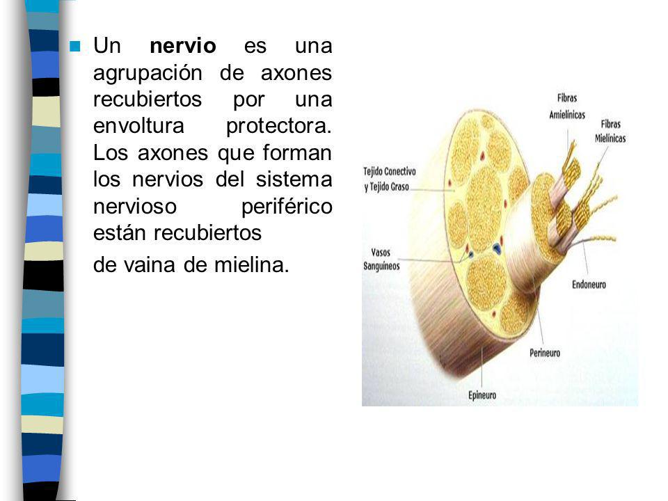 Un nervio es una agrupación de axones recubiertos por una envoltura protectora. Los axones que forman los nervios del sistema nervioso periférico están recubiertos