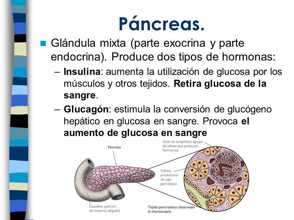 Páncreas. Glándula mixta (parte exocrina y parte endocrina). Produce dos tipos de hormonas: