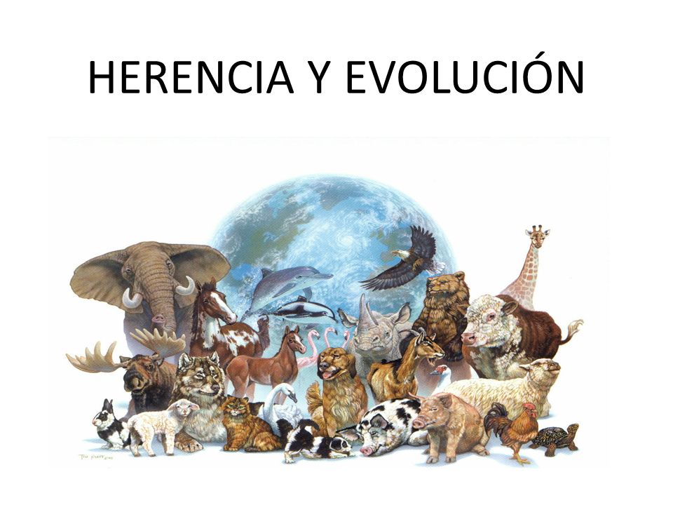 HERENCIA Y EVOLUCIÓN