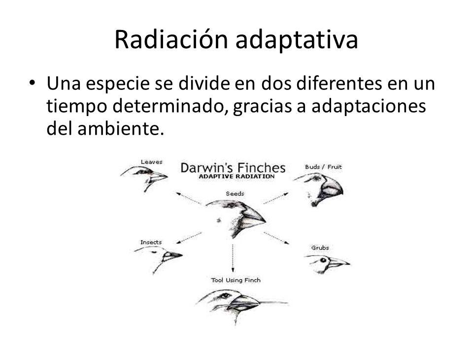 Radiación adaptativa Una especie se divide en dos diferentes en un tiempo determinado, gracias a adaptaciones del ambiente.