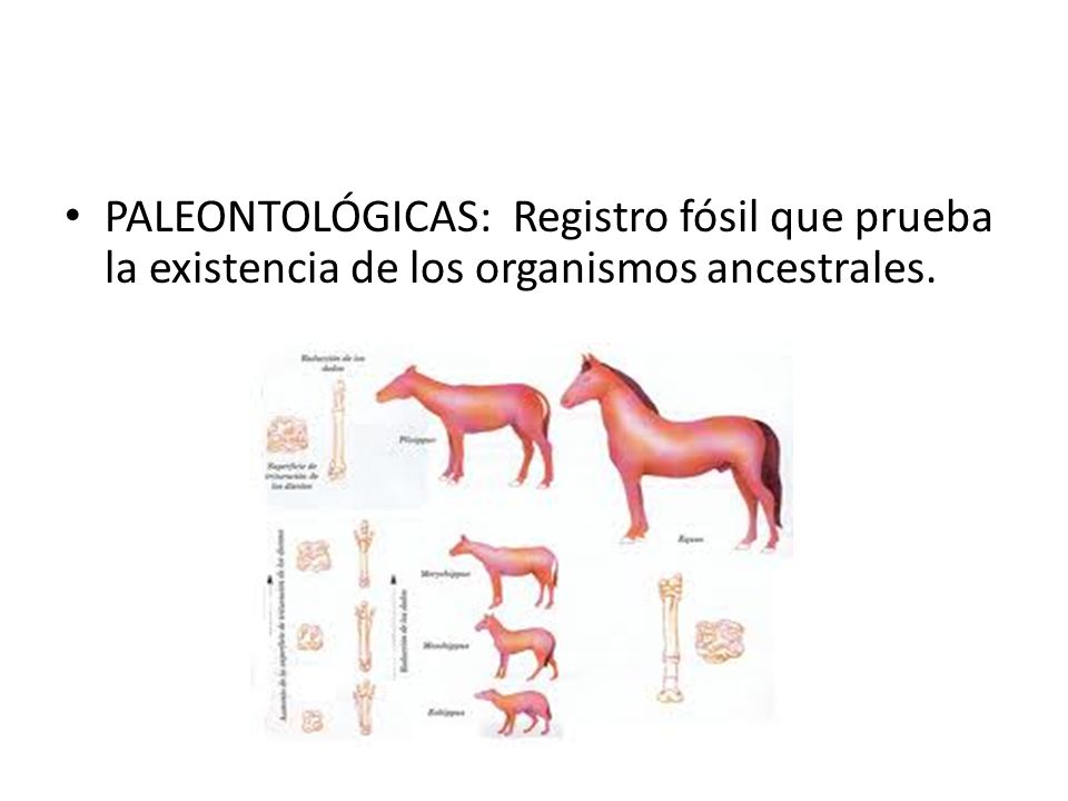 PALEONTOLÓGICAS: Registro fósil que prueba la existencia de los organismos ancestrales.