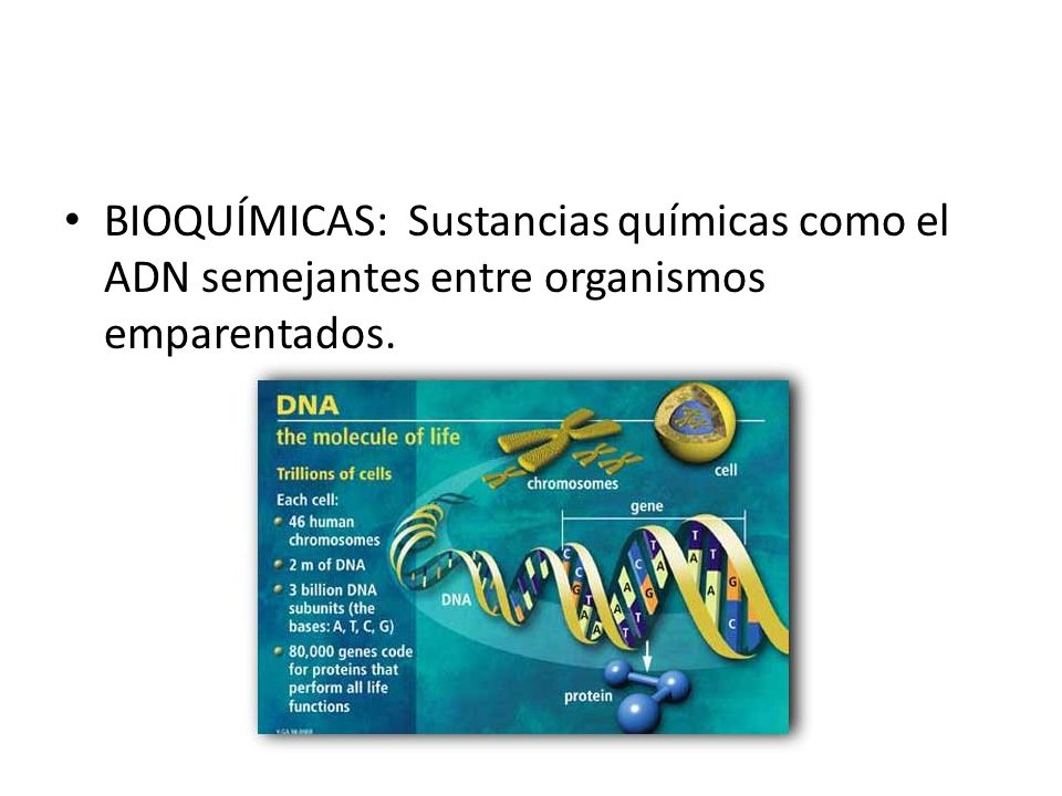 BIOQUÍMICAS: Sustancias químicas como el ADN semejantes entre organismos emparentados.