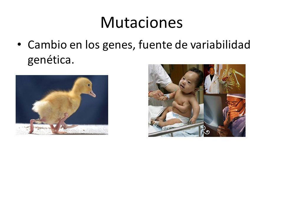Mutaciones Cambio en los genes, fuente de variabilidad genética.