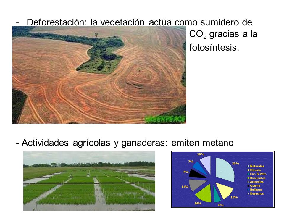 Deforestación: la vegetación actúa como sumidero de CO2 gracias a la