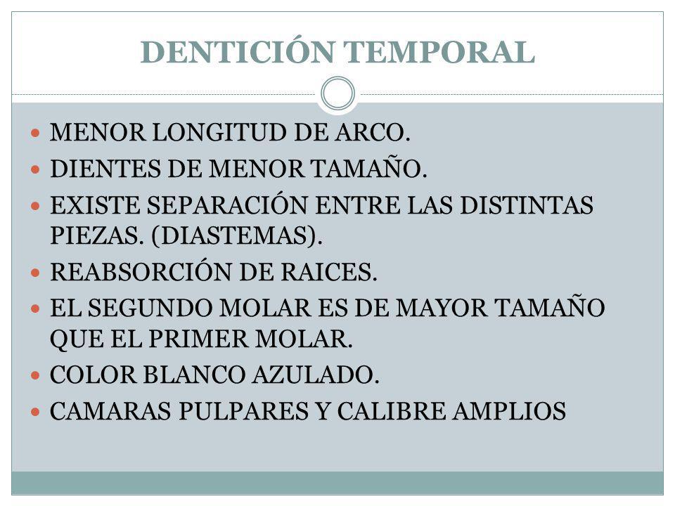 DENTICIÓN TEMPORAL MENOR LONGITUD DE ARCO. DIENTES DE MENOR TAMAÑO.