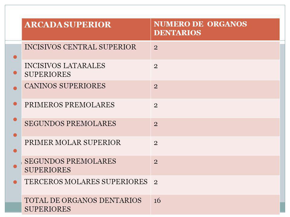Incisivos superiores centrales-- 2 Incisivos superiores laterales ---2