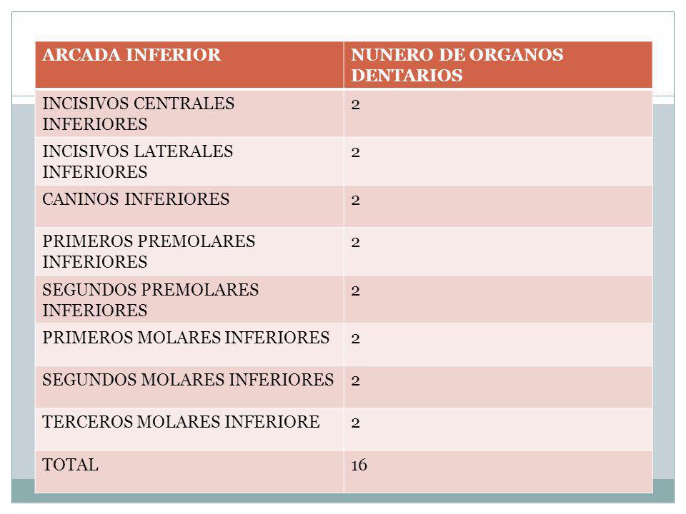 ARCADA INFERIOR NUNERO DE ORGANOS DENTARIOS. INCISIVOS CENTRALES INFERIORES. 2. INCISIVOS LATERALES INFERIORES.