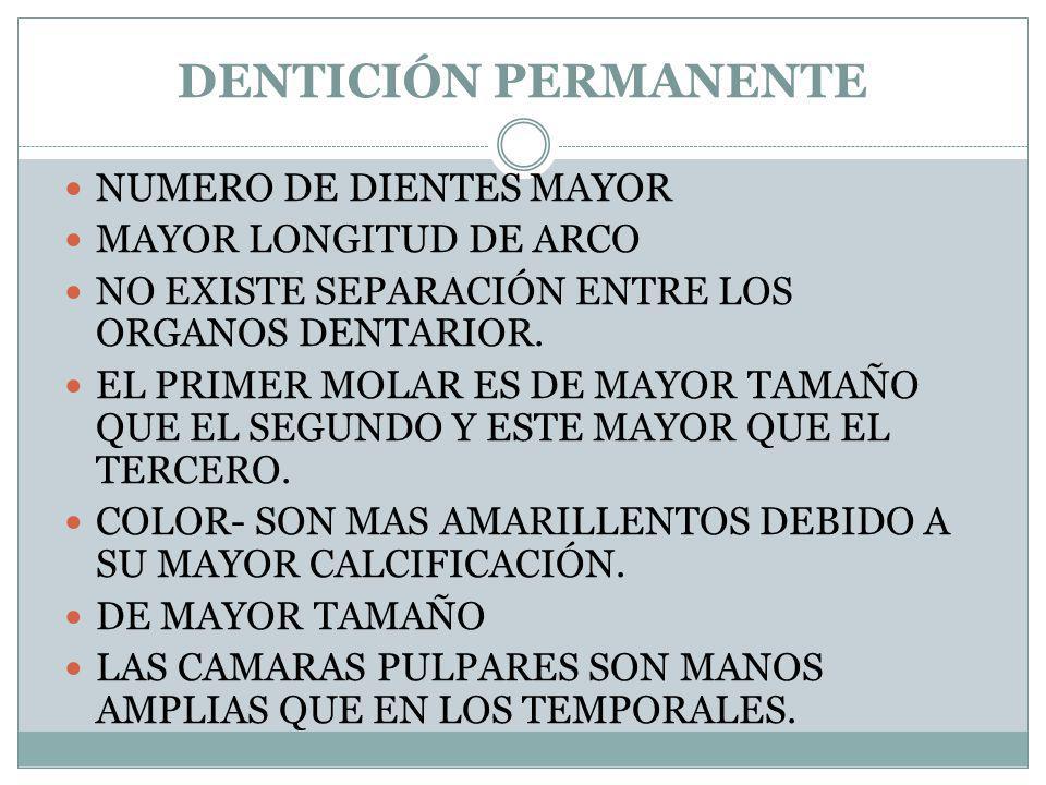 DENTICIÓN PERMANENTE NUMERO DE DIENTES MAYOR MAYOR LONGITUD DE ARCO