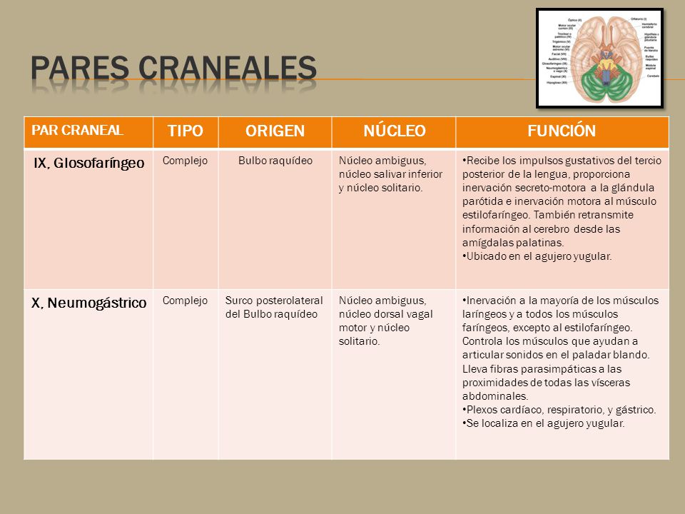 Pares craneales TIPO ORIGEN NÚCLEO FUNCIÓN PAR CRANEAL