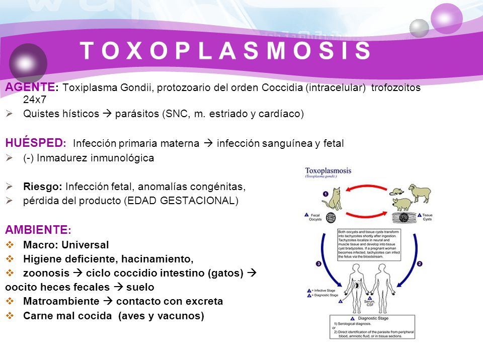 T O X O P L A S M O S I S AGENTE: Toxiplasma Gondii, protozoario del orden Coccidia (intracelular) trofozoitos 24x7.