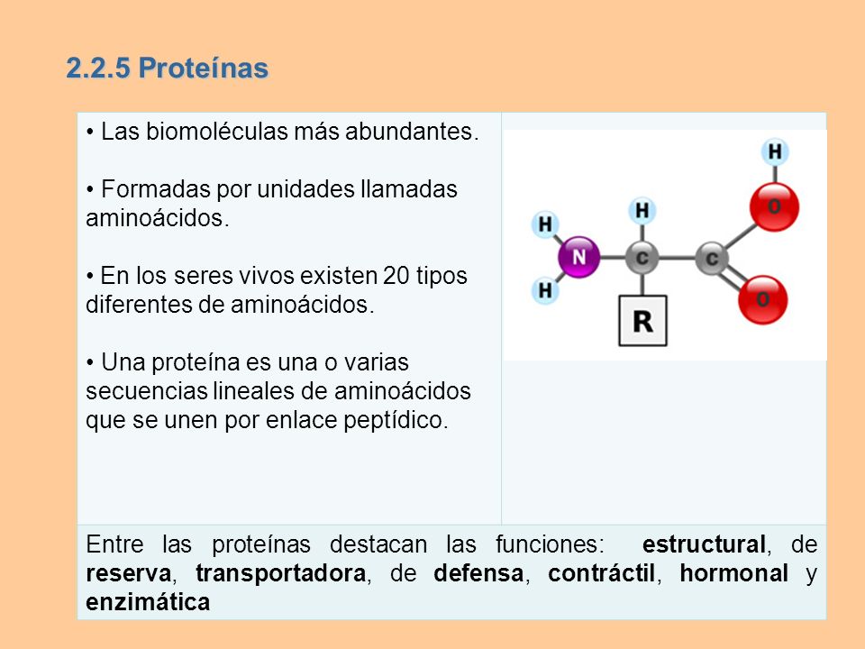 2.2.5 Proteínas • Las biomoléculas más abundantes.