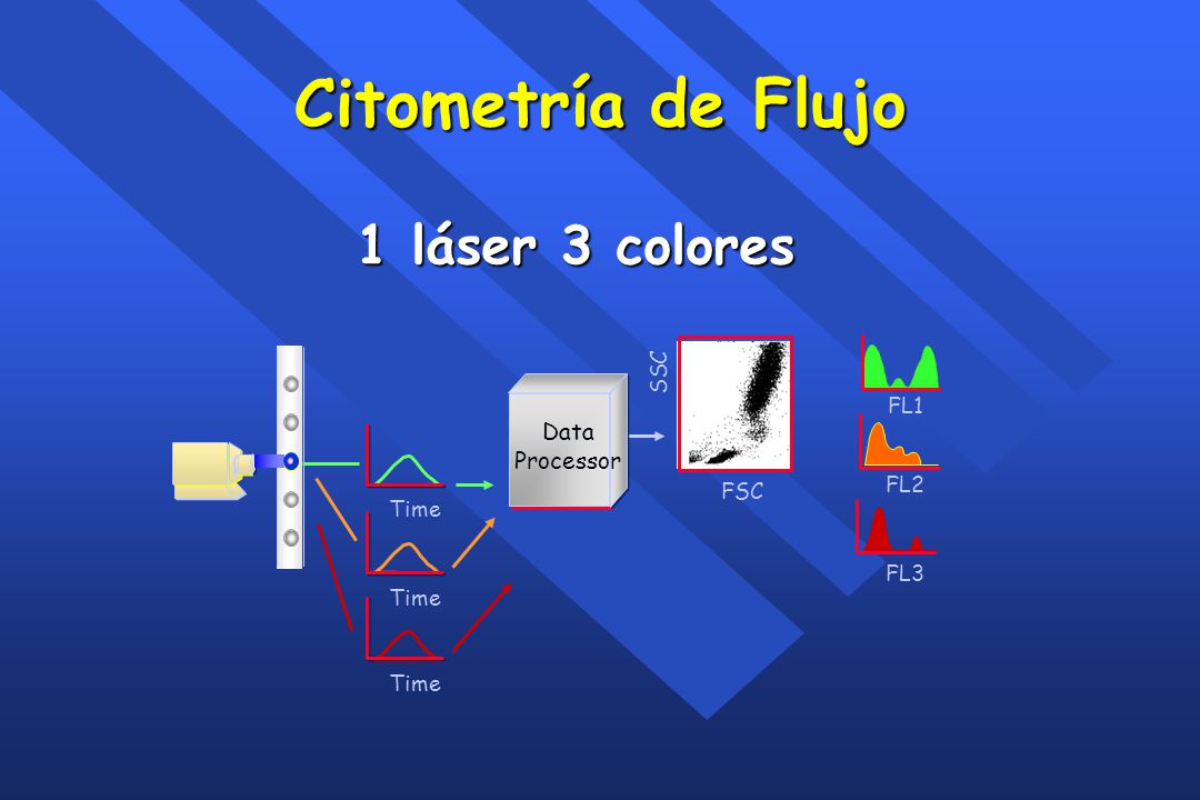 Citometría de Flujo 1 láser 3 colores Data Processor SSC FL1 FL2 FSC