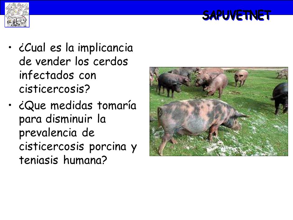 SAPUVETNET ¿Cual es la implicancia de vender los cerdos infectados con cisticercosis