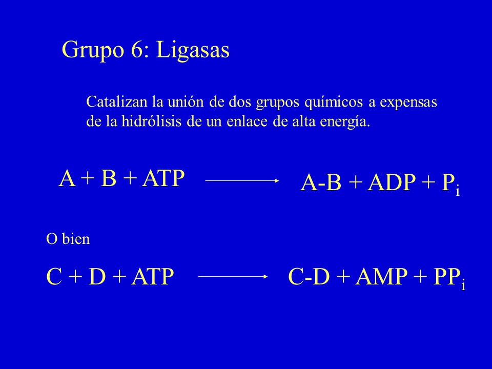 Grupo 6: Ligasas A + B + ATP A-B + ADP + Pi C + D + ATP