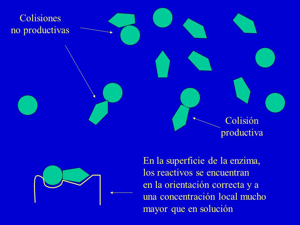 Colisiones no productivas. Colisión. productiva. En la superficie de la enzima, los reactivos se encuentran.