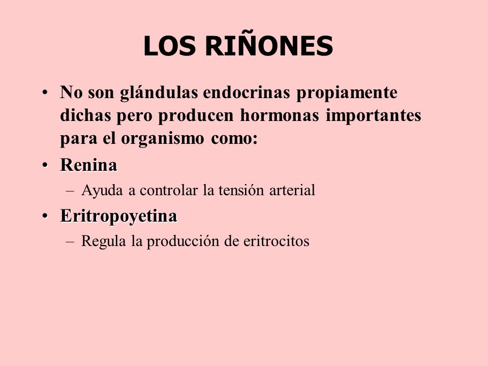 LOS RIÑONES No son glándulas endocrinas propiamente dichas pero producen hormonas importantes para el organismo como: